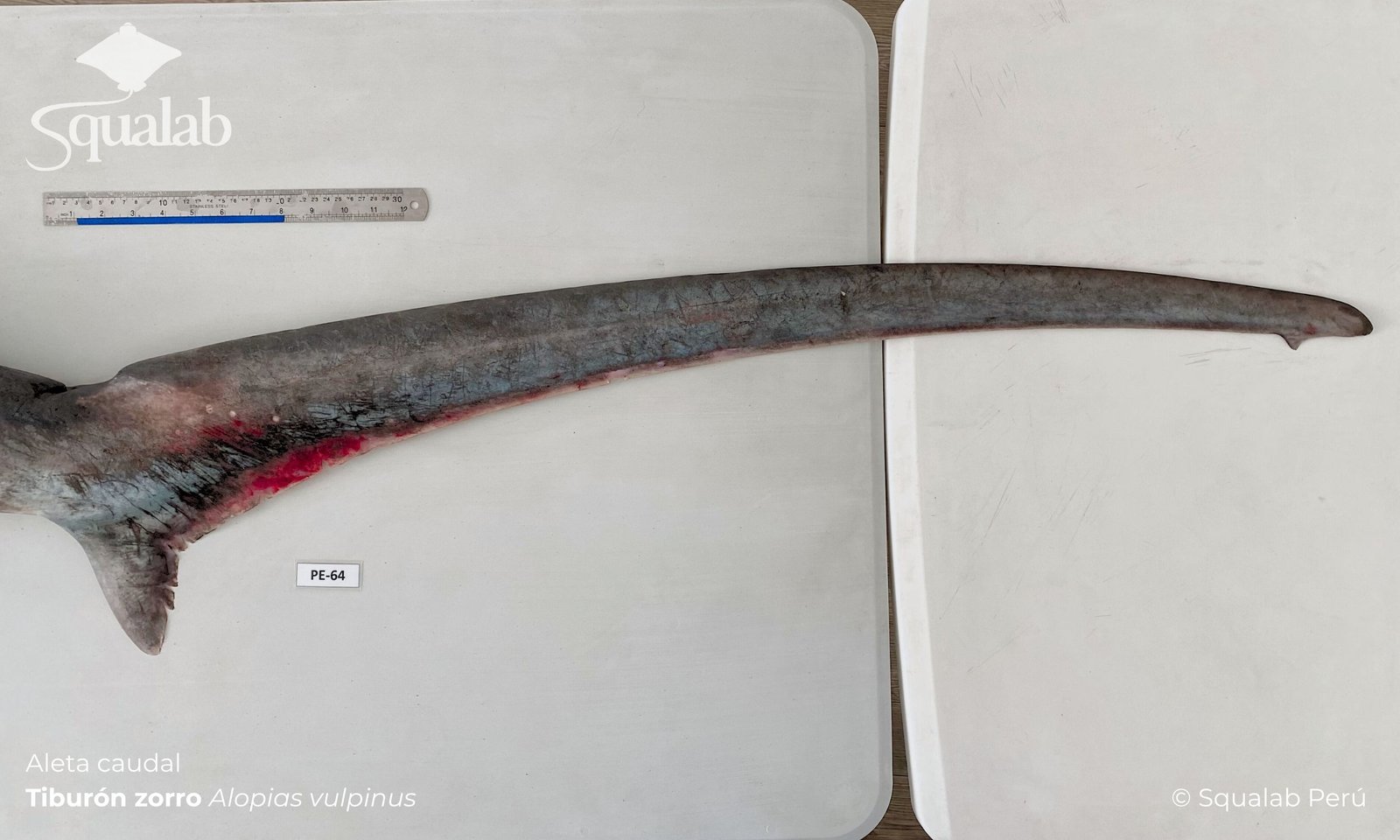 Squalab - Aleta caudal - Tiburón Zorro