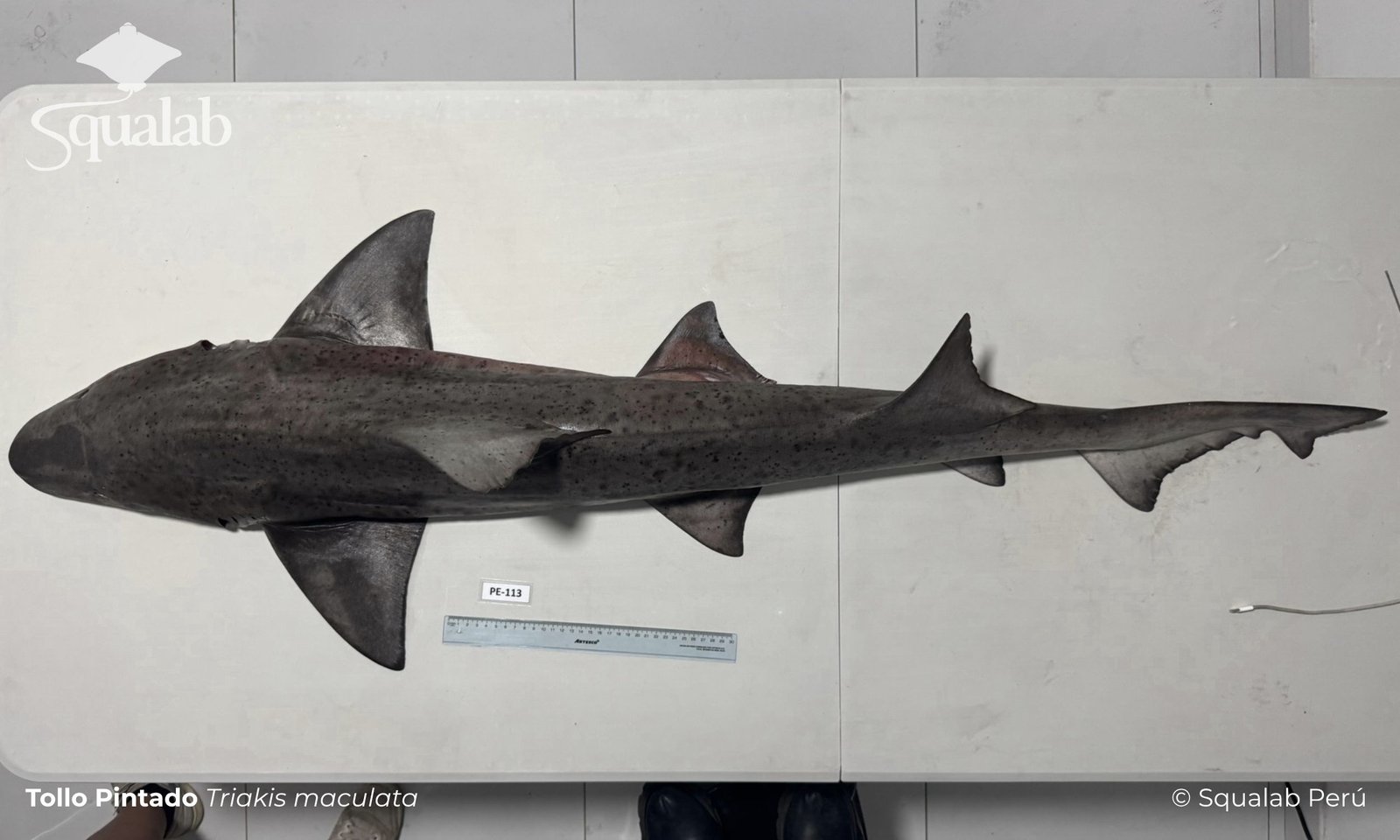 Squalab - Tollo Pintado