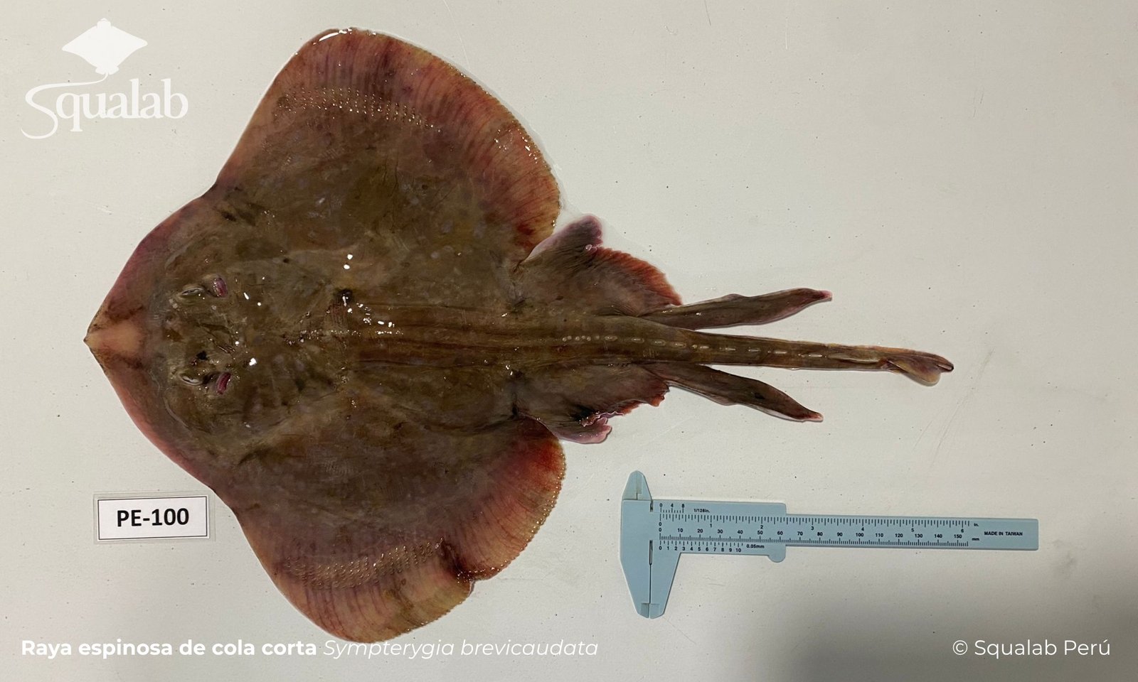 Squalab - Raya espinosa de cola corta
