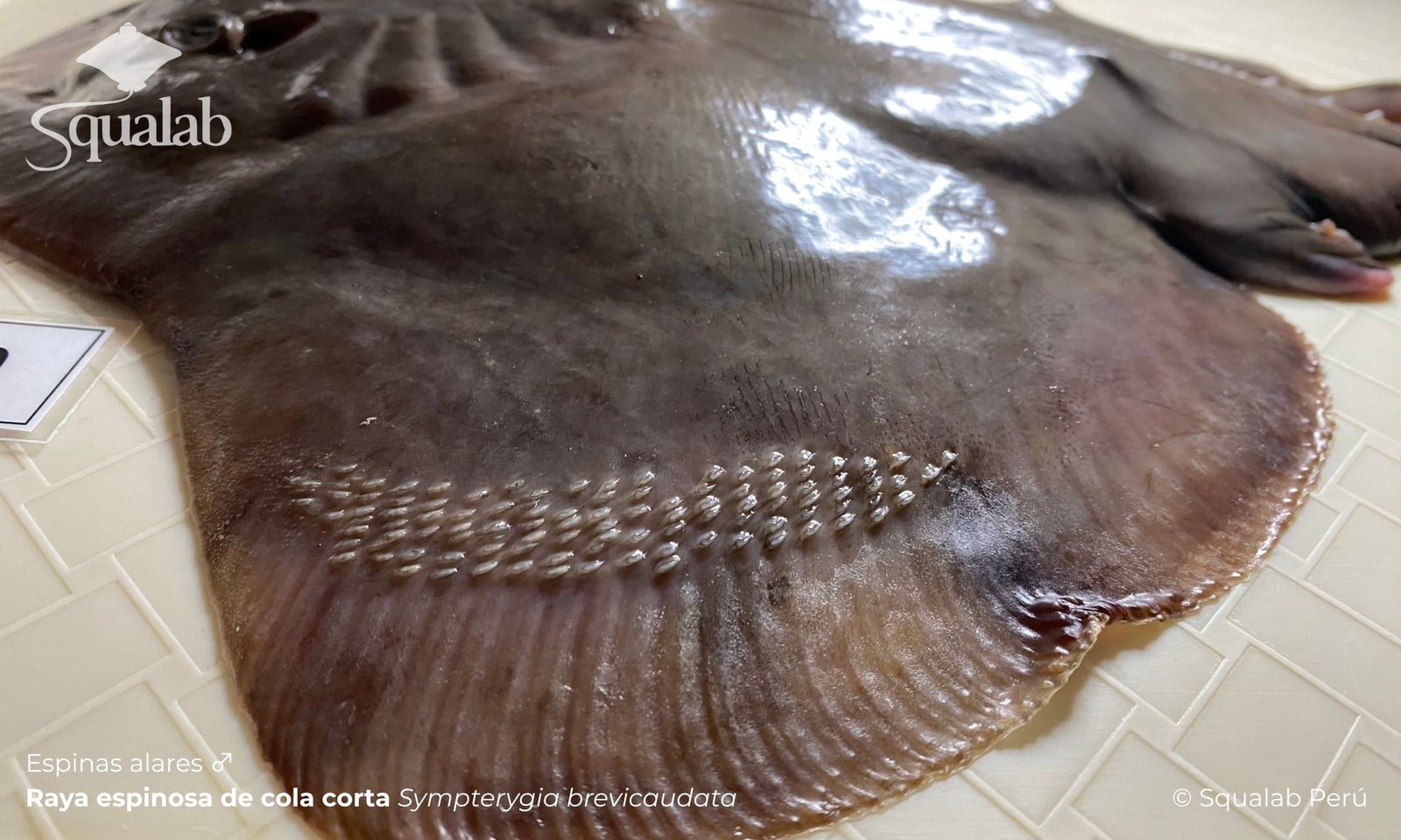 Espinas alares ♂ - Raya espinosa de cola corta