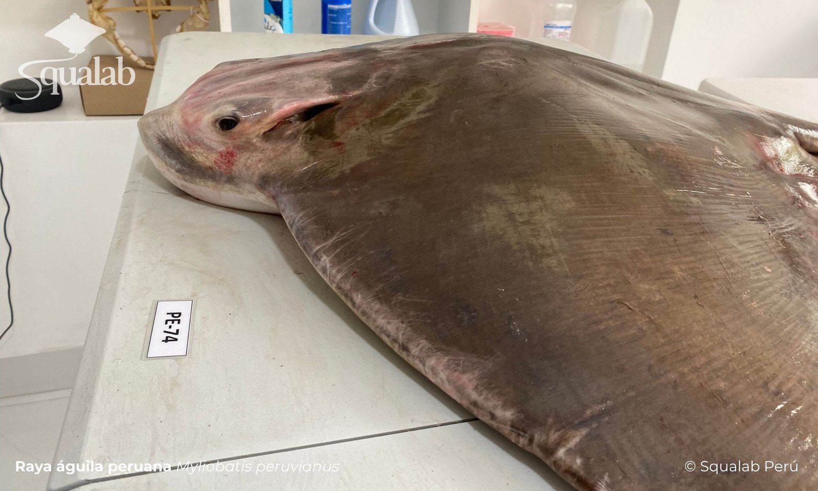 Squalab - Raya águila peruana