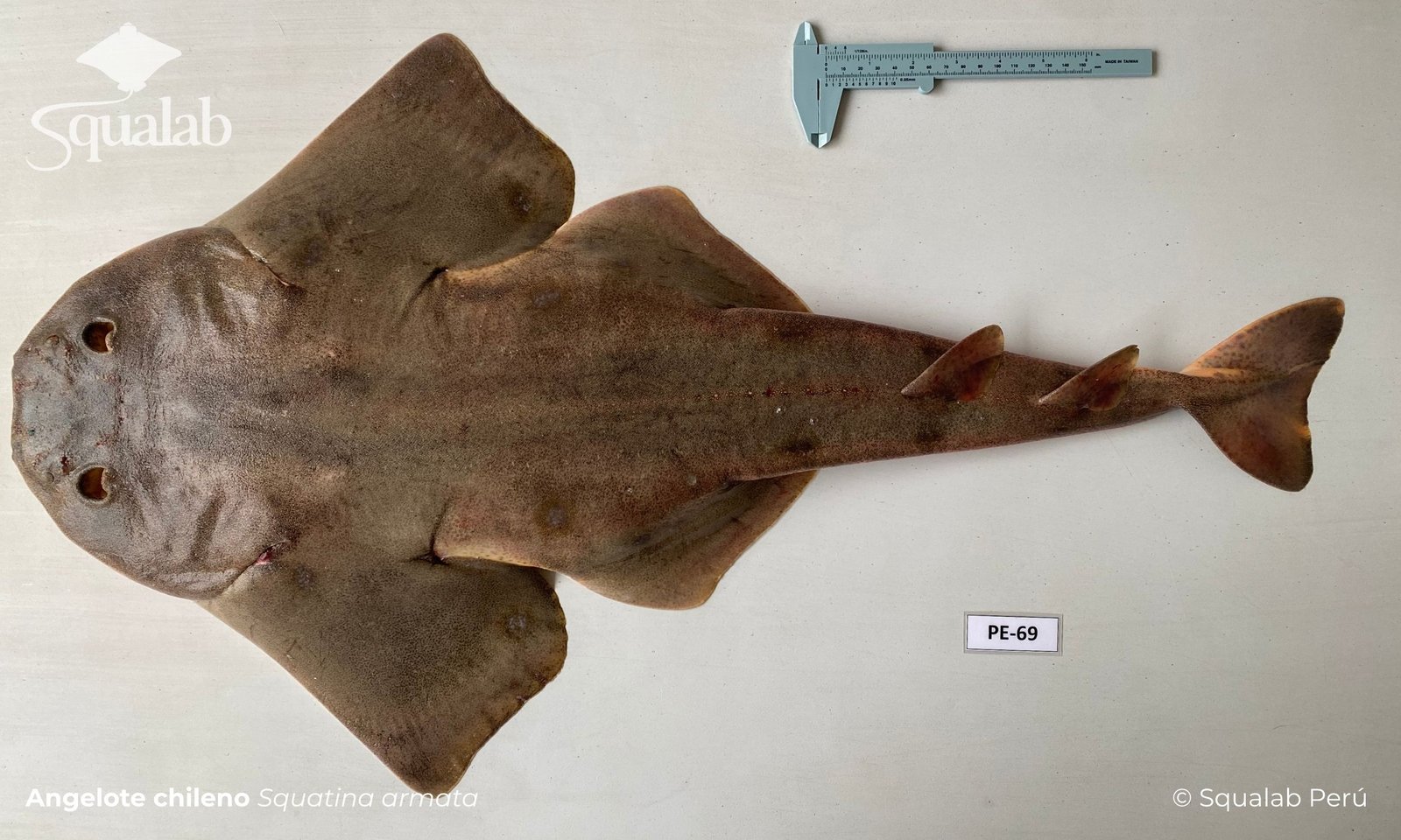 Squalab - Angelote chileno