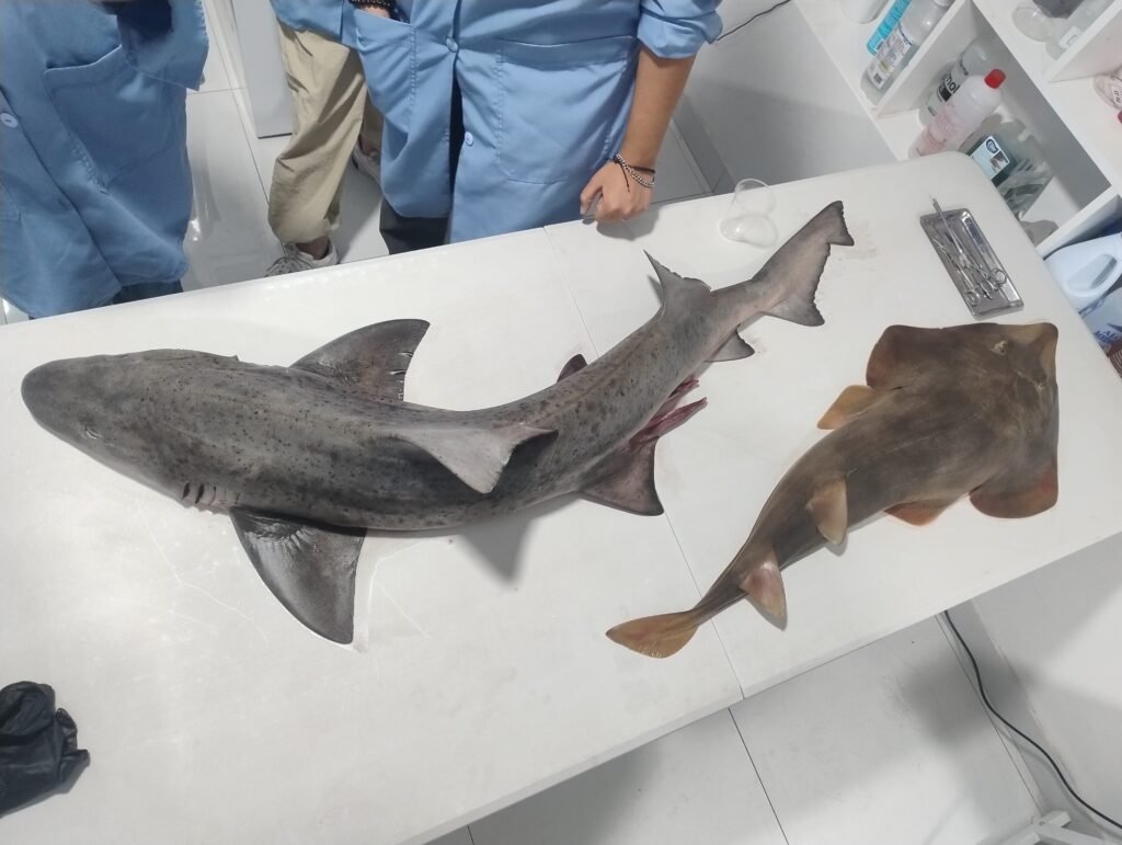 Squalab Jose-Carlos-Franco-Chacaltana