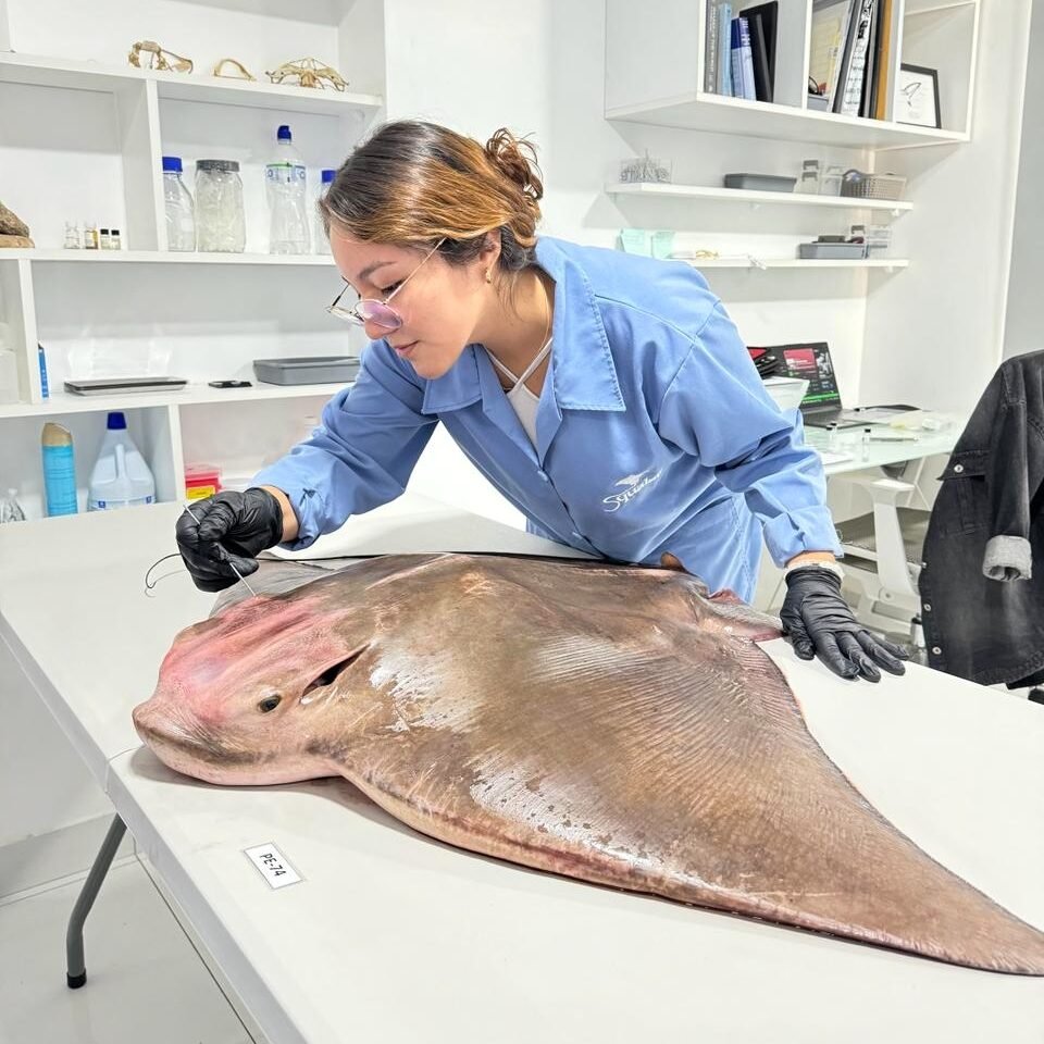 Squalab - Grecia Camarena