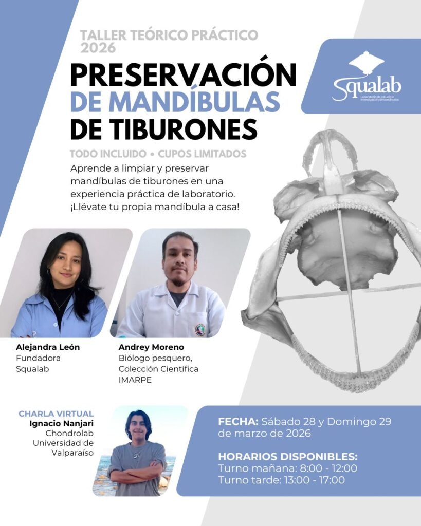 Taller Squalab Preservación de Mandíbulas de Tiburones